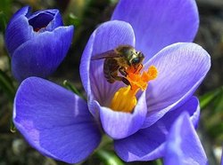 蜜蜂对人类贡献大　每年价值逾七兆台币
