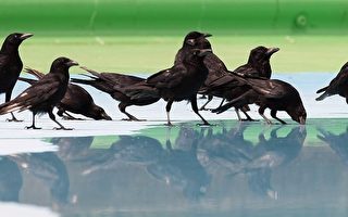 研究：烏鴉能認得捕獵者容貌