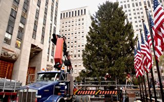 组图﹕纽约最大圣诞树在洛克菲勒中心开工兴建