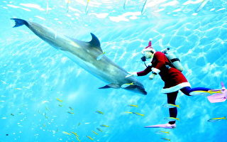组图:日本水族馆“圣诞老人”与海豚共舞