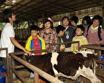 嘉義大學「我是牧場小當家」活動，大小朋友到牧場了解乳牛生活。  (攝影：蘇泰安／大紀元