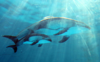 海底噪音加剧  鲸鱼海豚的灾难