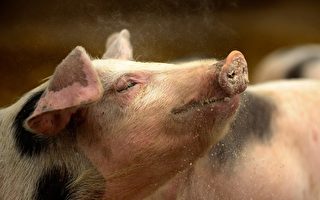 愛爾蘭發出毒豬警告