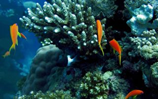 二氧化碳肇禍 全球20%珊瑚礁已死