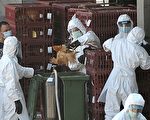 伊波拉病毒袭菲律宾猪
