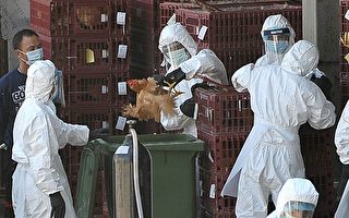 伊波拉病毒襲菲律賓豬