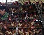 江蘇省東台市及海安縣昨日傳出在一個多月前爆發雞瘟，造成數以十萬計的雞隻死亡。圖為江蘇省南京市一批發市場內，一名男子在揀選活雞。（China Photos/Getty Images）