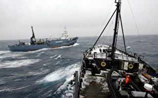 保育團體攔阻  日本捕鯨船兩天無斬獲