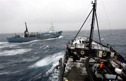 阻撓捕鯨  激進團體投擲臭彈攻擊日本捕鯨船