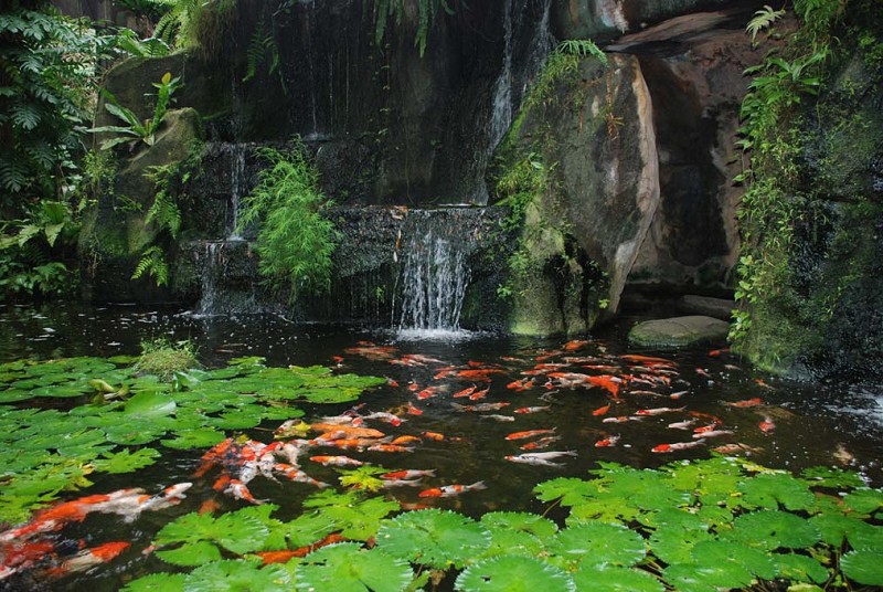 鲤鱼池。(张建浩/大纪元)