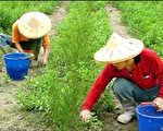 加利利种香草 创造产业春天