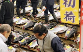 日本魚市新春拍賣  最貴鮪魚近千萬日圓