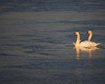 1月6日，英国格拉斯顿伯里附近一对天鹅游在希思自然保护区冻结的湖面上。(Matt Cardy/Getty Images)