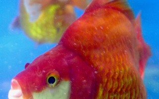 魚具備5個月的記憶 也有「時間觀念」