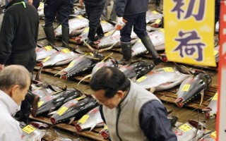 東京築地市場鮪魚拍賣  重新開放吸引人潮