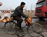半月中国4人染禽流 专家忧隐性传播