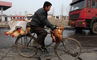 半月中國4人染禽流 專家憂隱性傳播