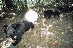 14分鐘 目黑熊母子越溪 最長畫面曝光