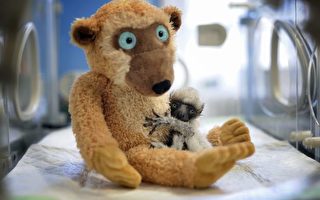 組圖：法國動物園珍貴的狐猴寶寶