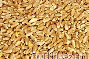 小麦在世界各地具有多款品种。﹙摄影：陈瑞兰/大纪元 ﹚