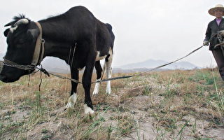 牛年“牛”人 眼观牛重 训牛管牛