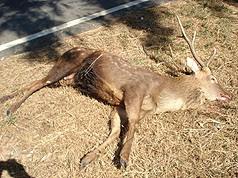 垦丁车流量大 一只野放的梅花鹿被撞死