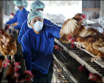 日本最新流感疫苗称可预防禽流感