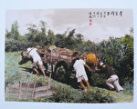 消失的鄉村之美  TIVAC《台灣牛》攝影展