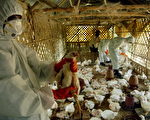 禽流感波及印度东部 数千禽鸟遭扑杀