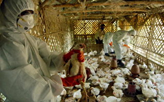 禽流感波及印度東部 數千禽鳥遭撲殺