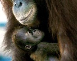 研究指人類與類人猿演化分歧與基因複製有關