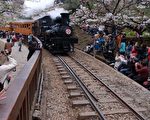 阿里山櫻花季  小火車加開班次因應
