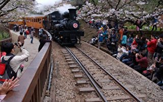 阿里山櫻花季  小火車加開班次因應