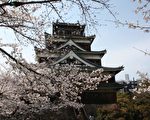 廣島城盛開的櫻花（攝影：呈工/大紀元）
