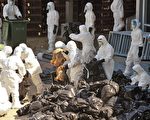2008年12月，当局认为H5N1病毒有积聚及扩散的可能性，宣布即时杀绝全港活鸡。(AFP)