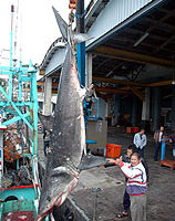 东海岸鲨鱼出没  渔民捕获无牙大白鲨