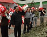 嘉义县梅山太和茶园的春天