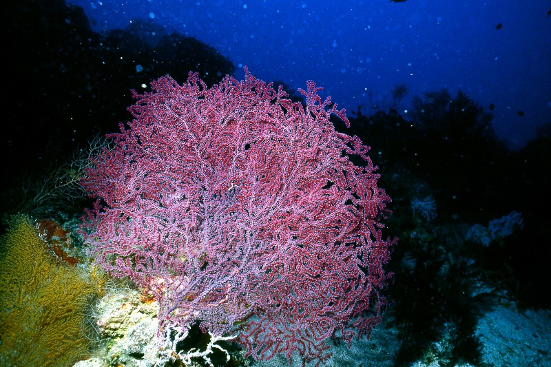 珊瑚达人戴昌凤 大纪元