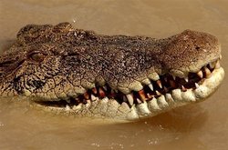 澳洲女孩疑遭鱷魚吞噬 警方持續搜尋