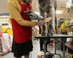 【世界之最】世界最高的犬种