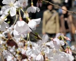 氣候暖化所致  東京宣布櫻花季提早登場