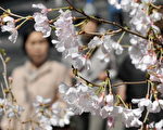 煙斗阿兄：真愛國？武大學子何不將櫻花也趕出去！