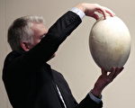 400年前巨型鸟蛋在英国拍卖