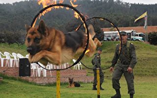组图：哥伦比亚警察特训缉毒犬