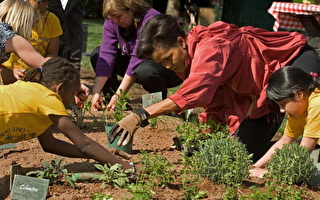 吃出健康 蜜雪儿与学童白宫花园种菜