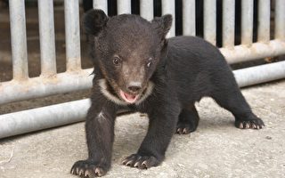 木栅动物园再添一只台湾黑熊小宝贝
