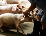 欧洲猪流感疫情扩大 英国一女孩被隔离
