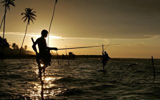 组图：高跷捕鱼斯里兰卡渔夫本领大
