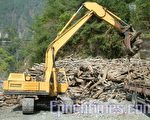 德基水库漂流木 欢迎民众自由捡拾