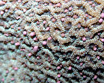 珊瑚大量产卵 垦丁海域变色成红海